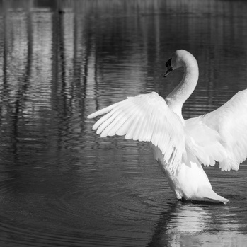 Faune